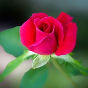 Meet your Posher, Kiko